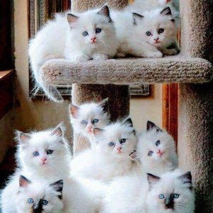 Meet your Posher, Pamela